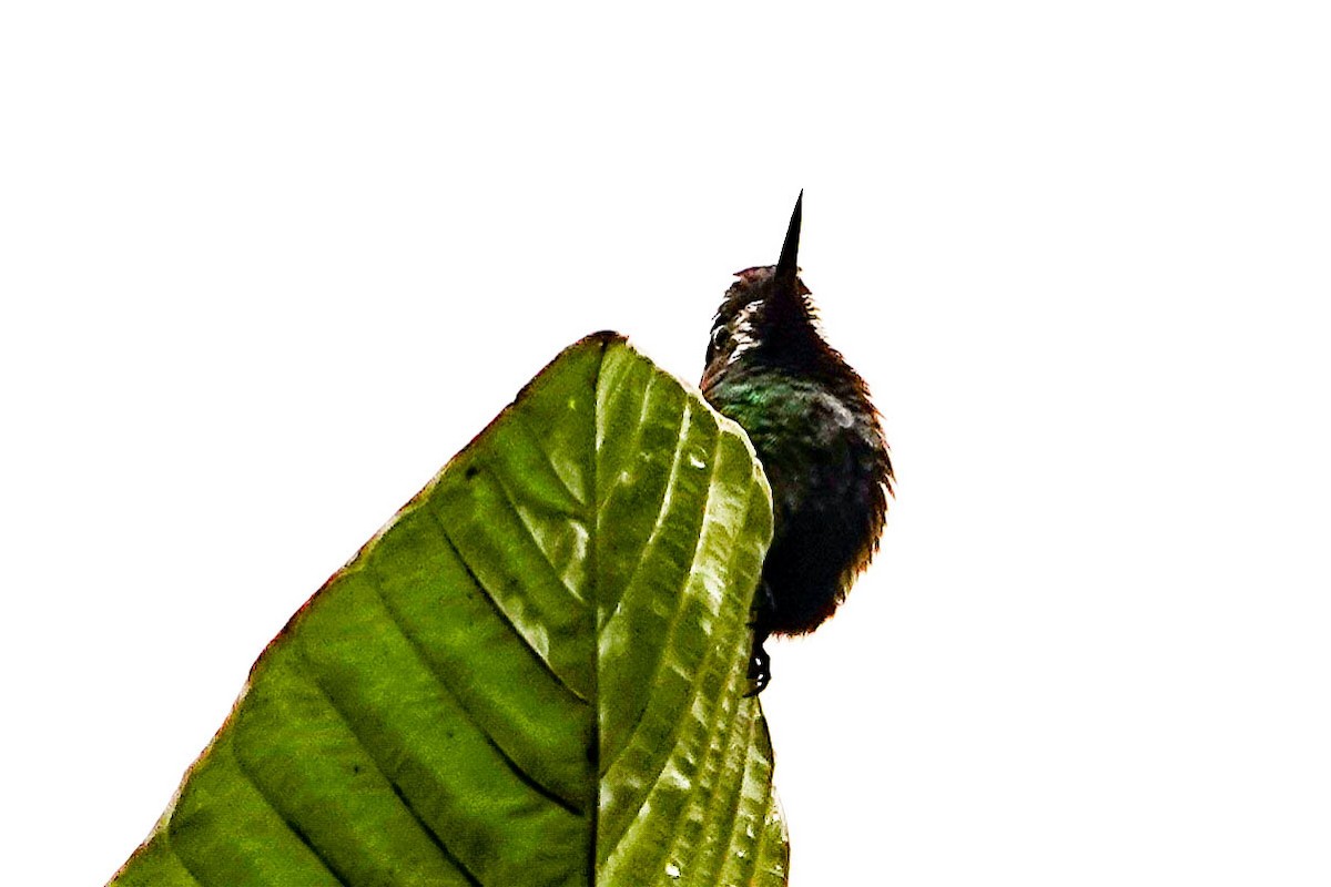 kolibřík trnoocasý - ML618416138