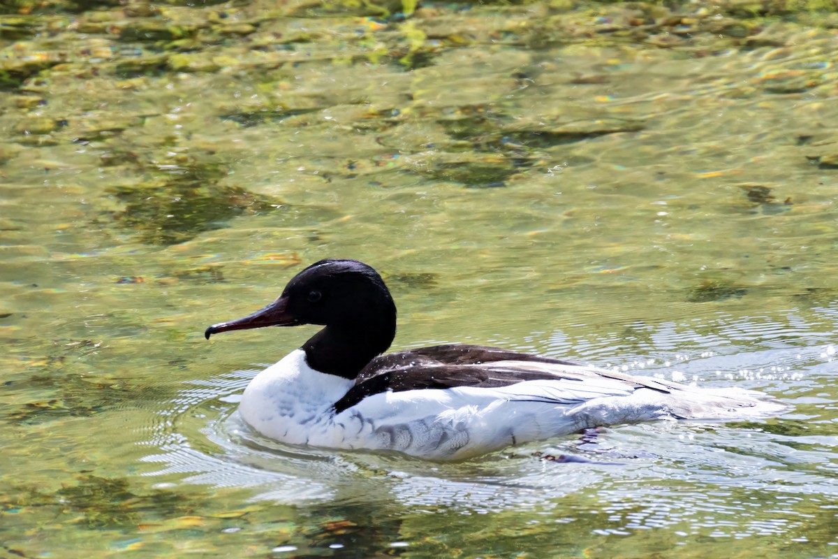 Common Merganser - ML618416148