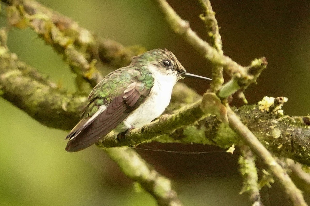 kolibřík běločelý - ML618416149
