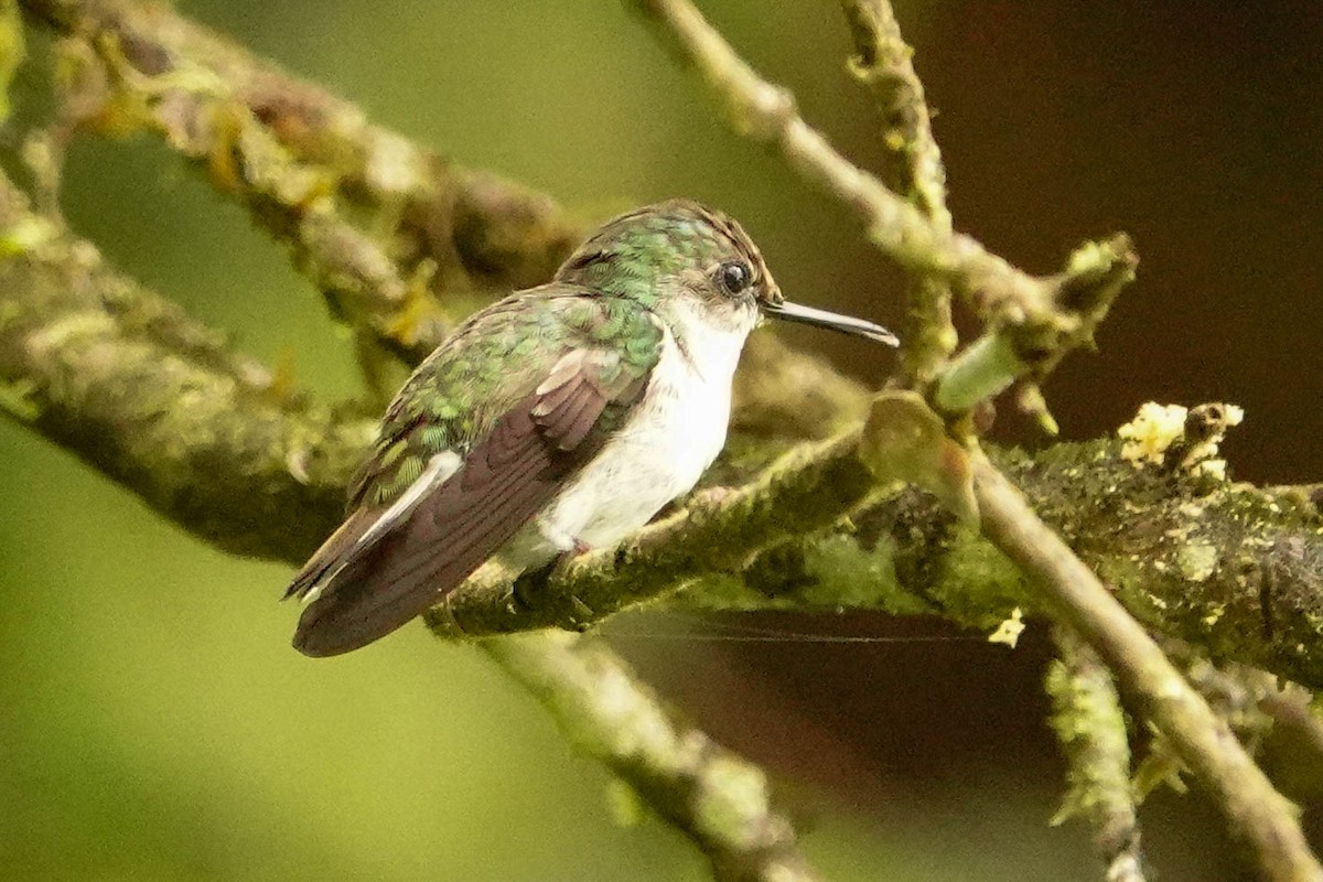 kolibřík běločelý - ML618416150