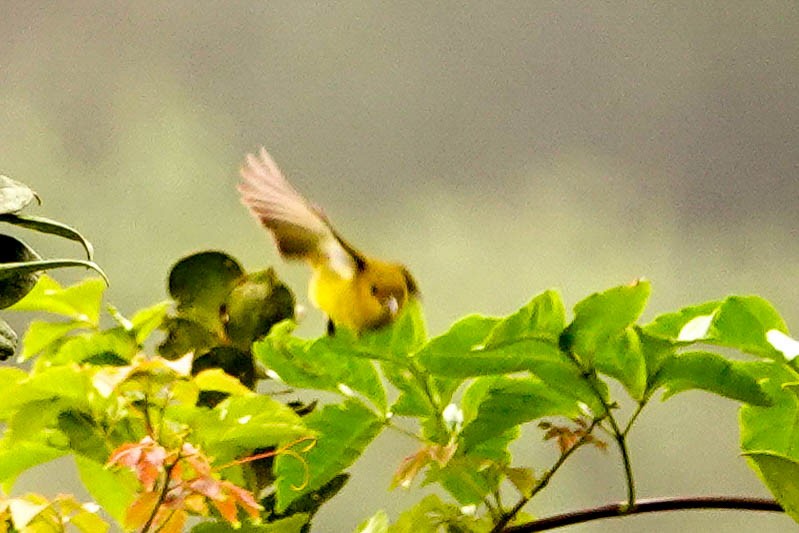 Black-and-yellow Tanager - Kathy Doddridge