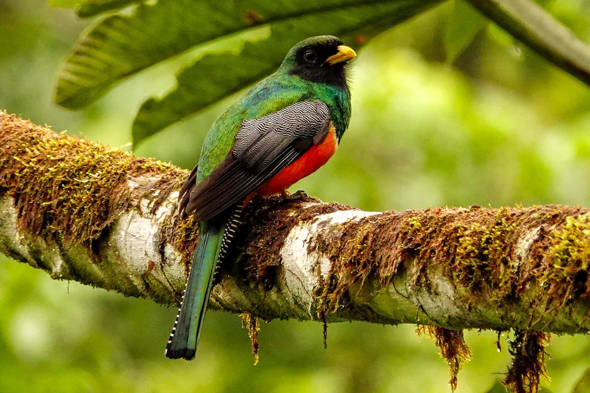 trogon límcový - ML618416199