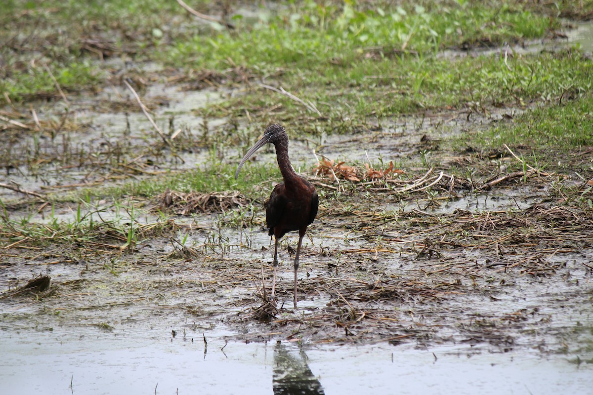 Glossy Ibis - Owen J.