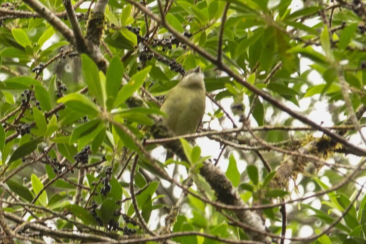 White-ruffed Manakin - ML618416216