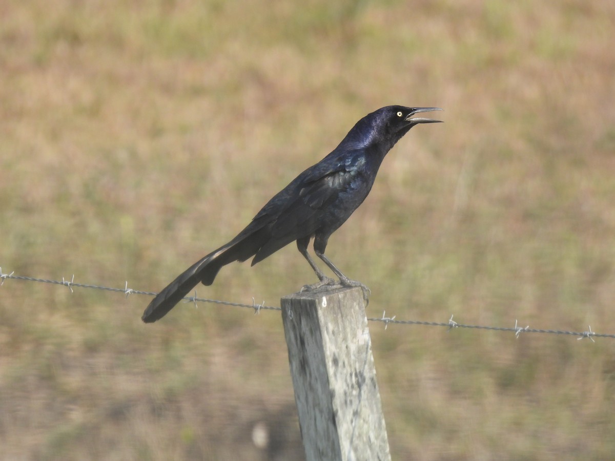 Great-tailed Grackle - Nancy O'Hara