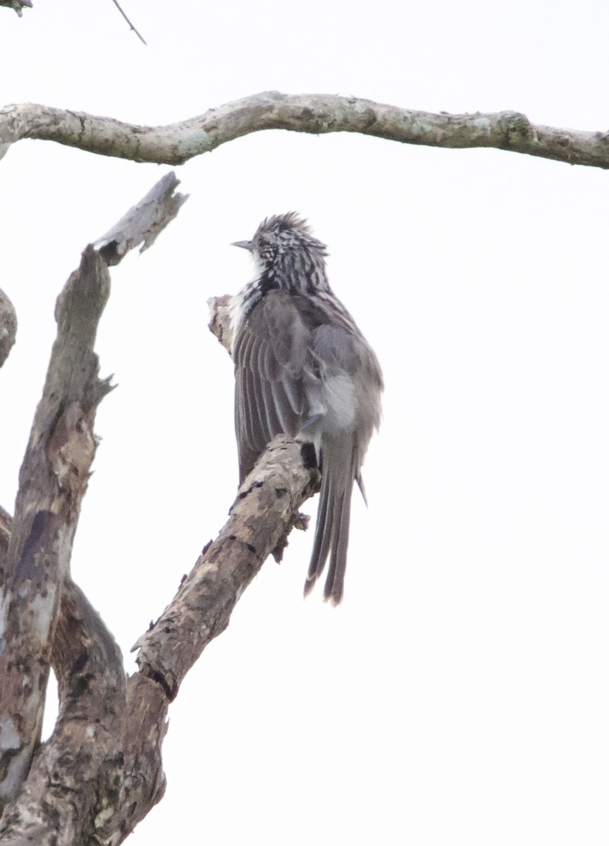 Striped Honeyeater - Yvonne van Netten