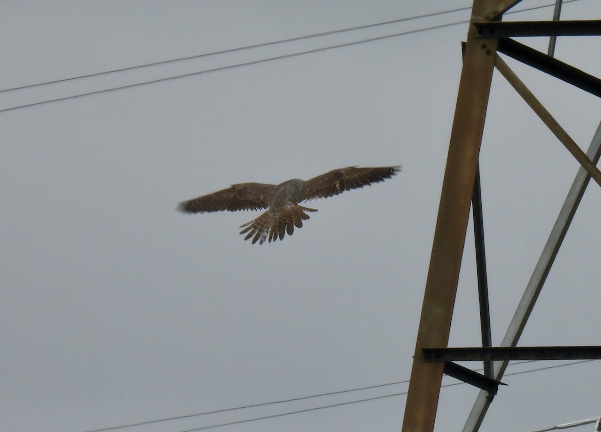 Эгэл шонхор - ML618416308