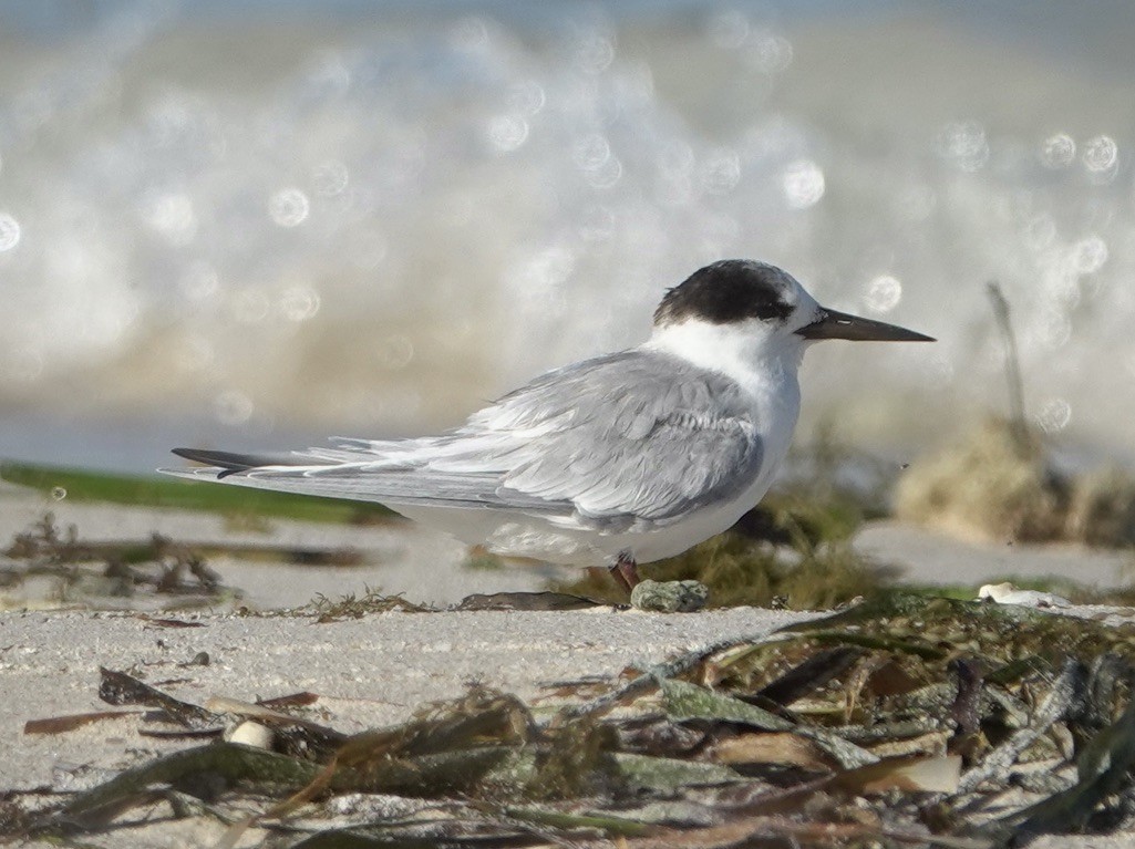 Australian Fairy Tern - ML618416326