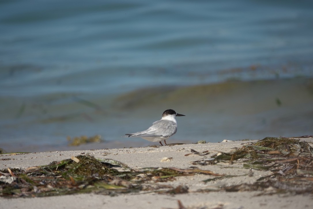 Australian Fairy Tern - ML618416329