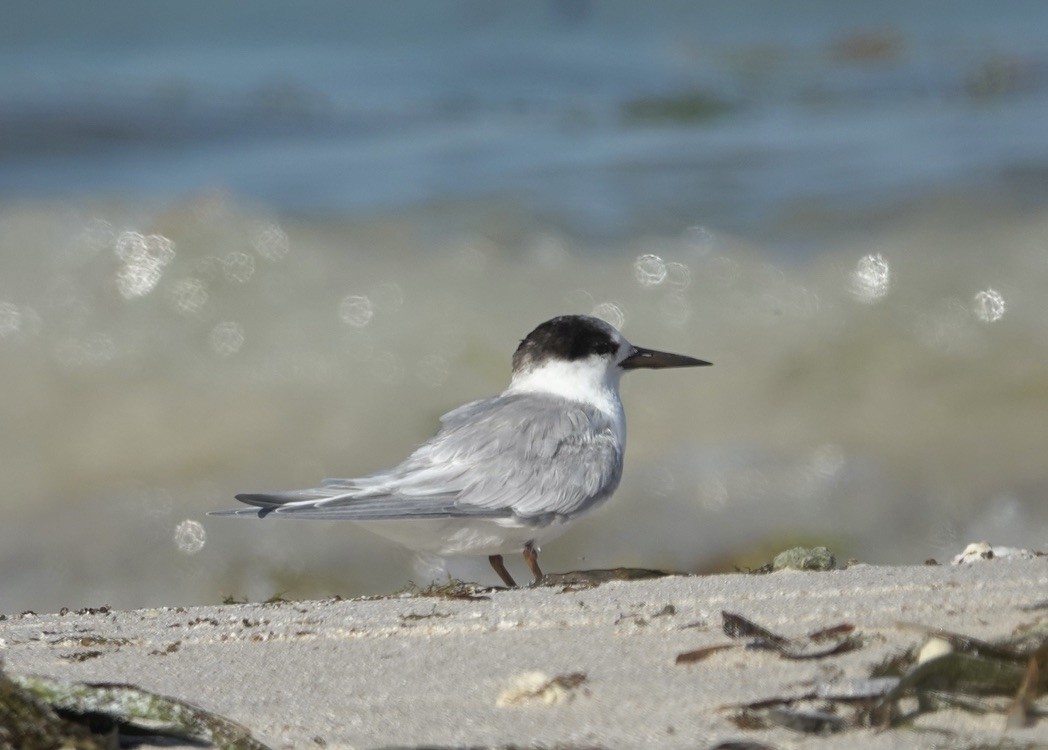 Australian Fairy Tern - ML618416330