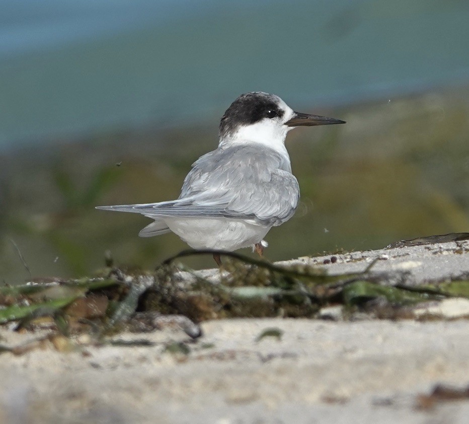 Australian Fairy Tern - ML618416333