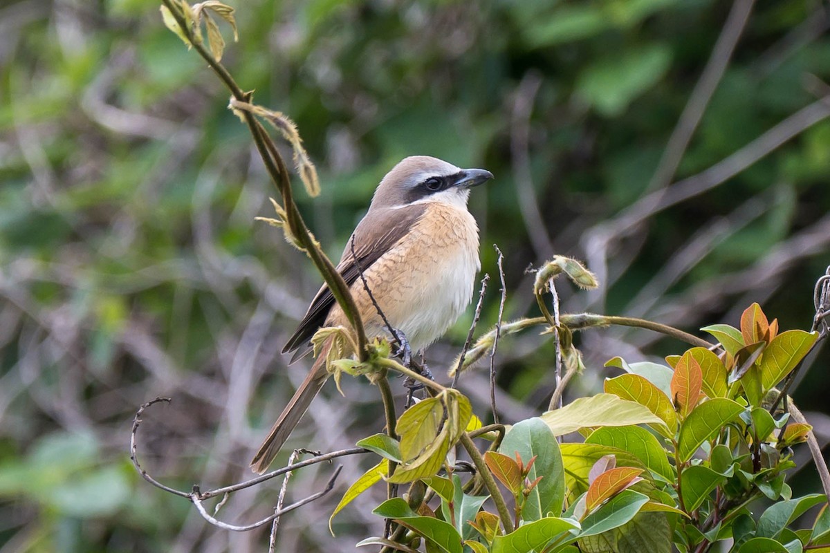 Brown Shrike (Brown) - ML618416337