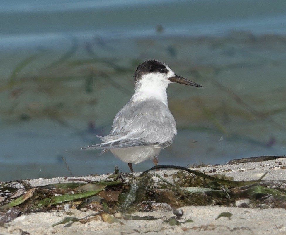 Australian Fairy Tern - ML618416338