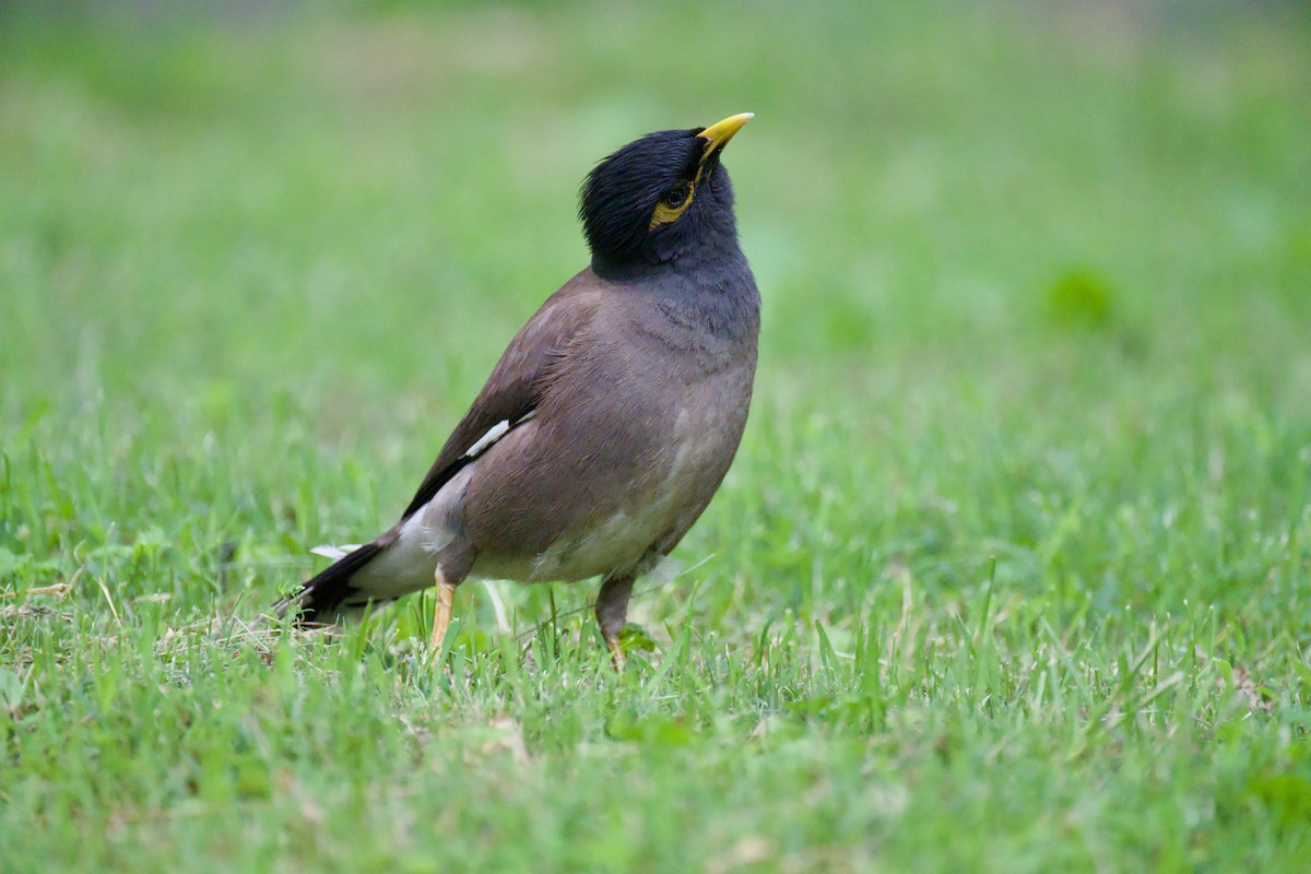 Common Myna - Frank Severson