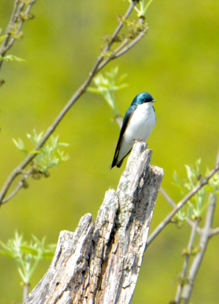 Tree Swallow - Mike Birmingham