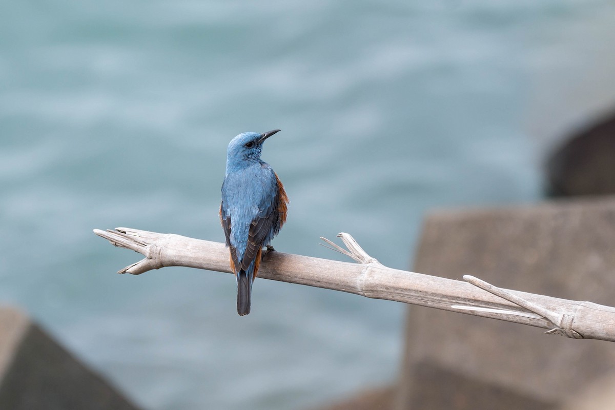 Blue Rock-Thrush (philippensis) - Do Do