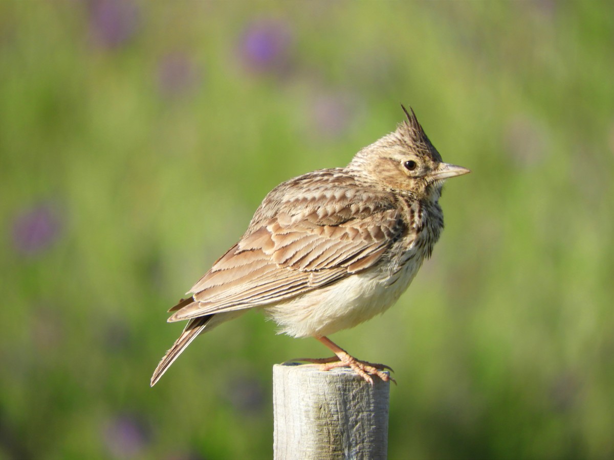 Crested Lark - ML618416456