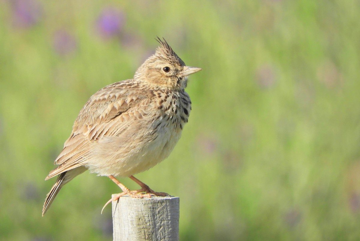 Crested Lark - ML618416474