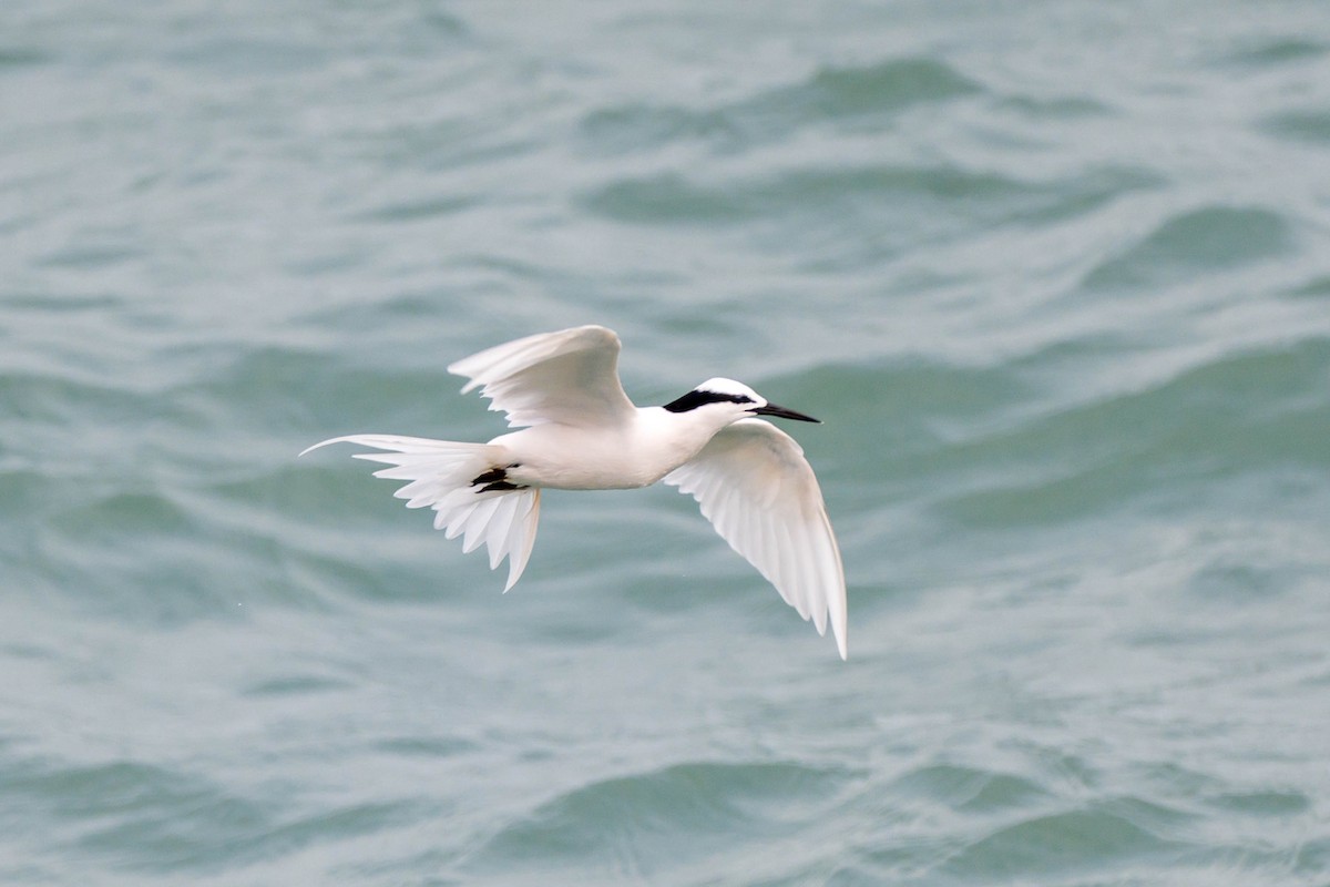 Black-naped Tern - Do Do