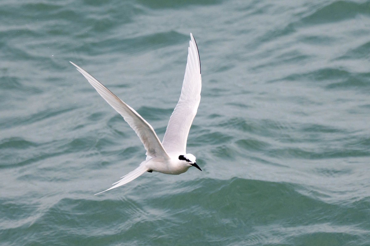 Black-naped Tern - ML618416486