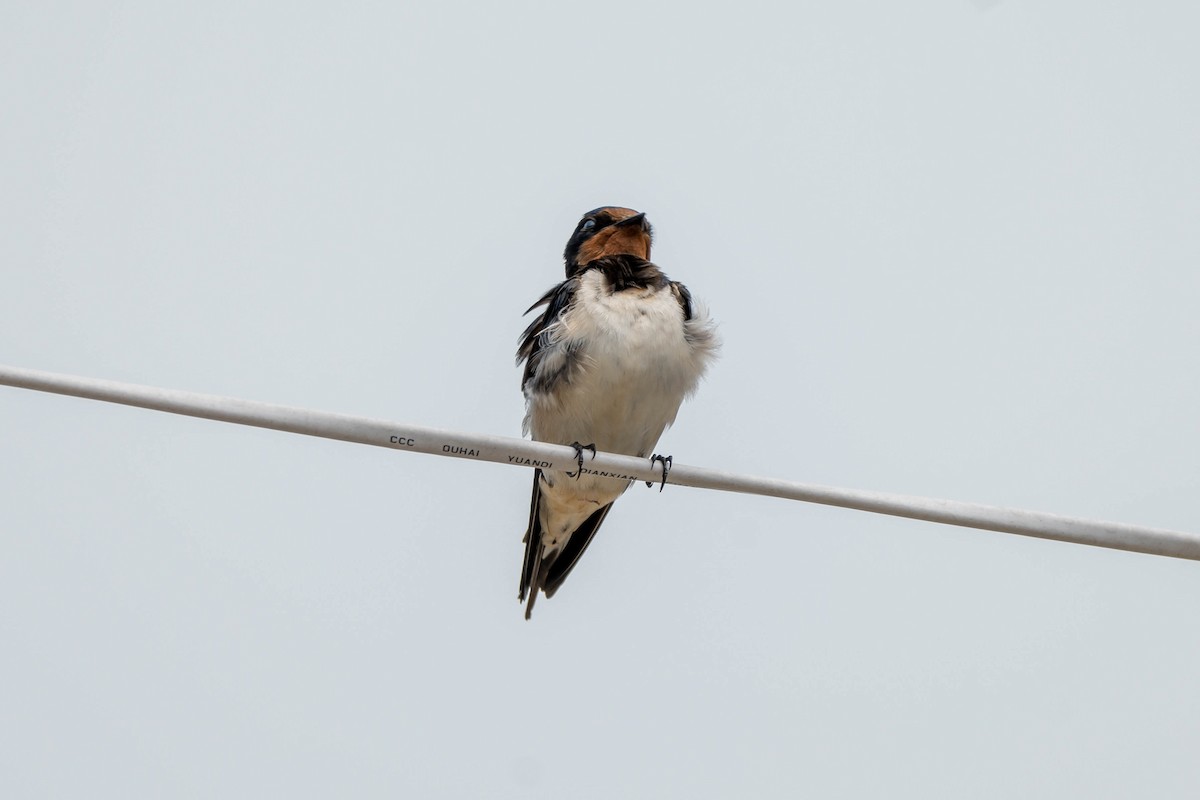 Barn Swallow - ML618416519