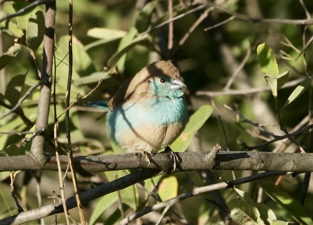 Southern Cordonbleu - ML618416523