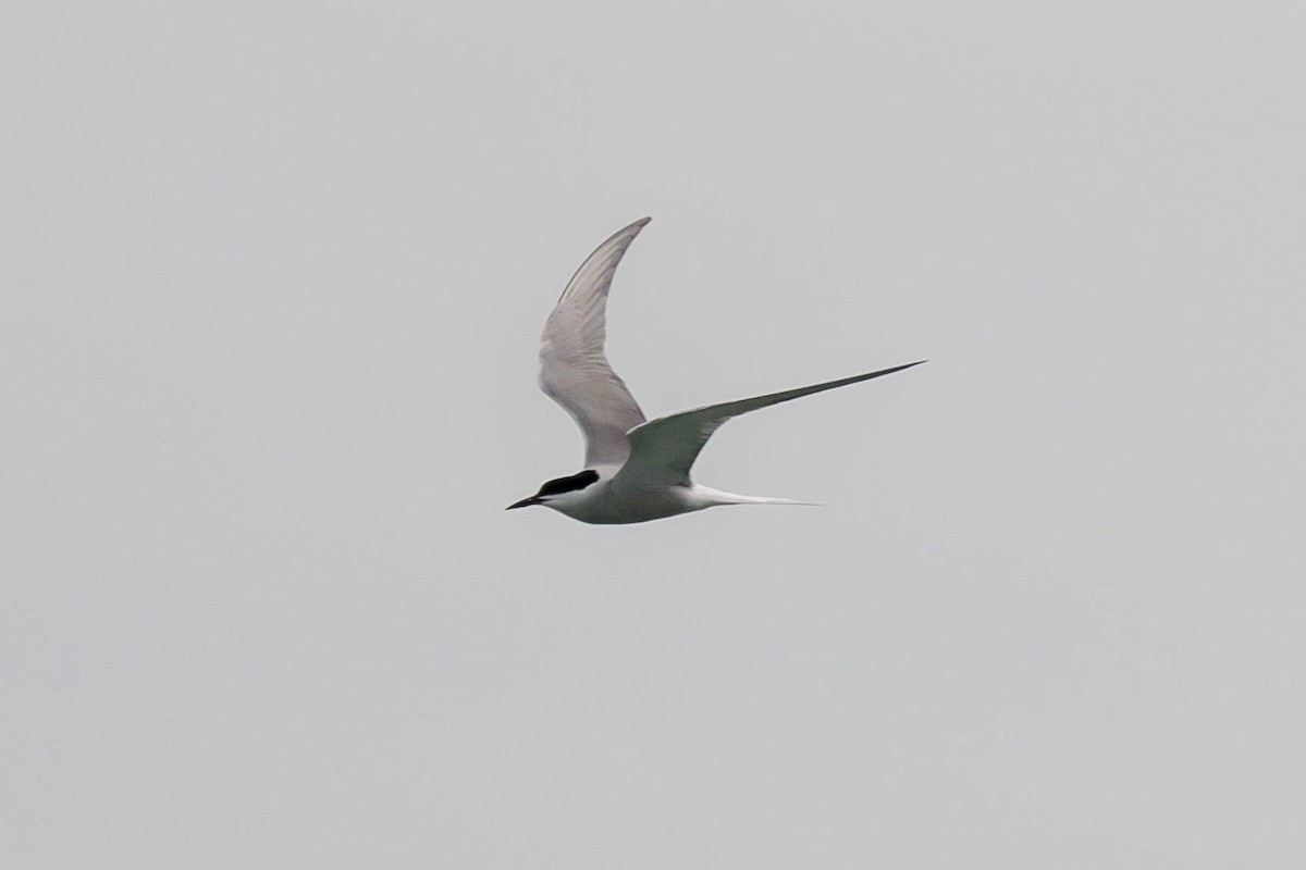 Common Tern - Do Do