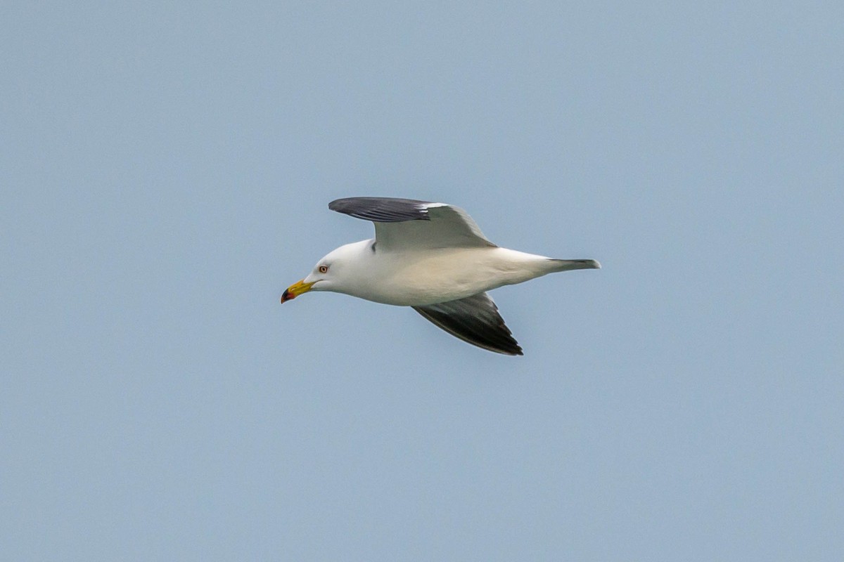 Gaviota Japonesa - ML618416528