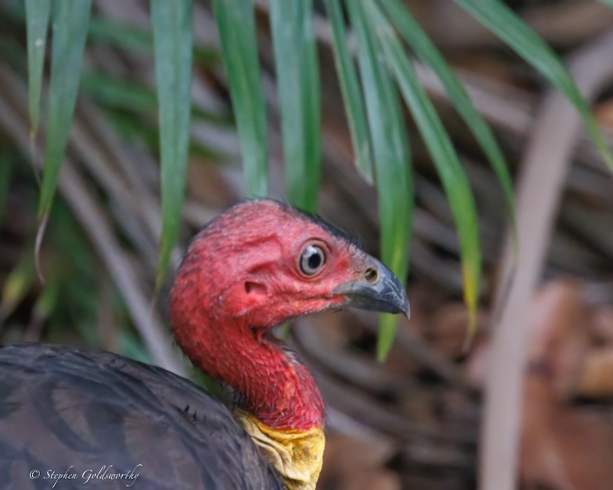 Australian Brushturkey - Stephen Goldsworthy