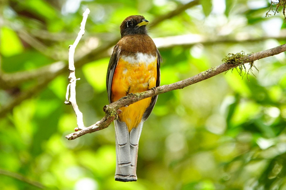 Collared Trogon - Kathy Doddridge