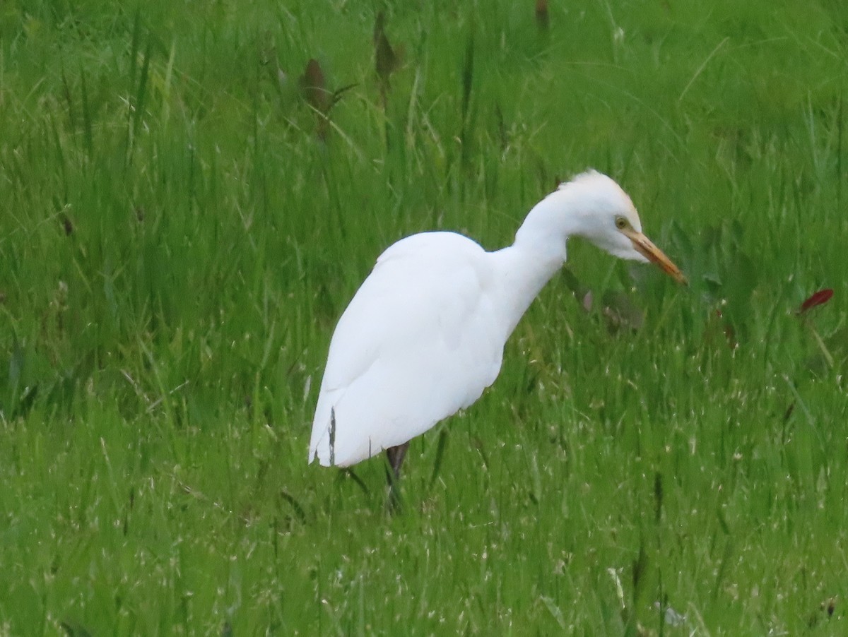 Western Cattle Egret - ML618416555