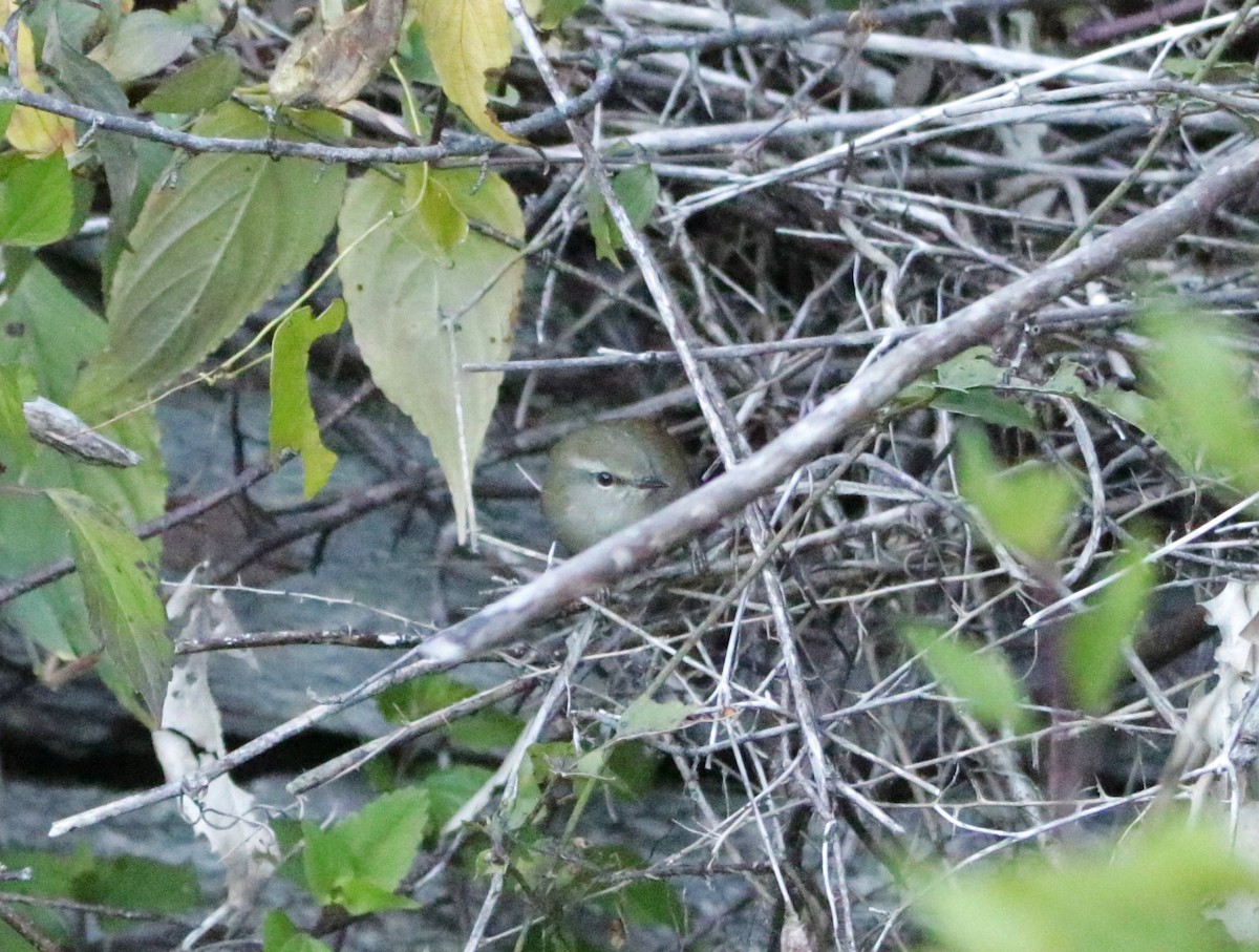Aberrant Bush Warbler - Meruva Naga Rajesh