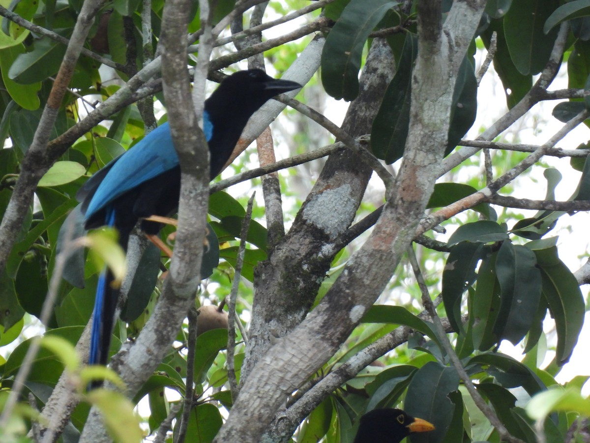 Yucatan Jay - ML618416626