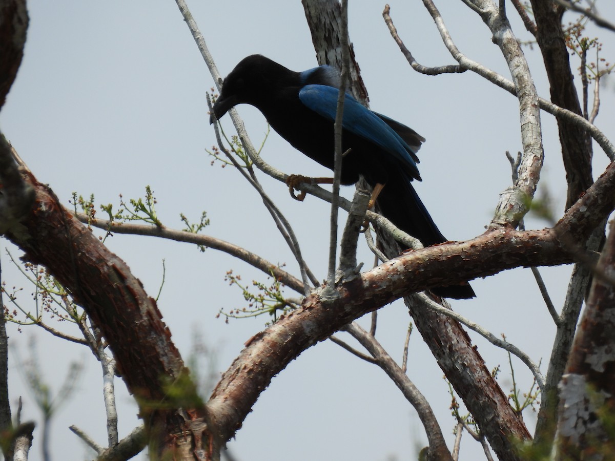 Yucatan Jay - ML618416627