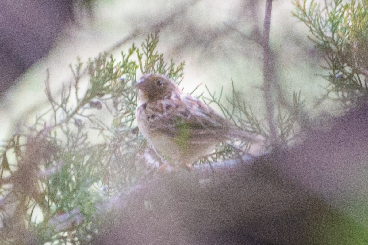 Grasshopper Sparrow - Jason Hedlund