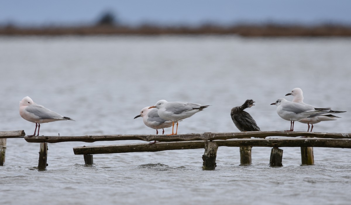 Slender-billed Gull - ML618416674