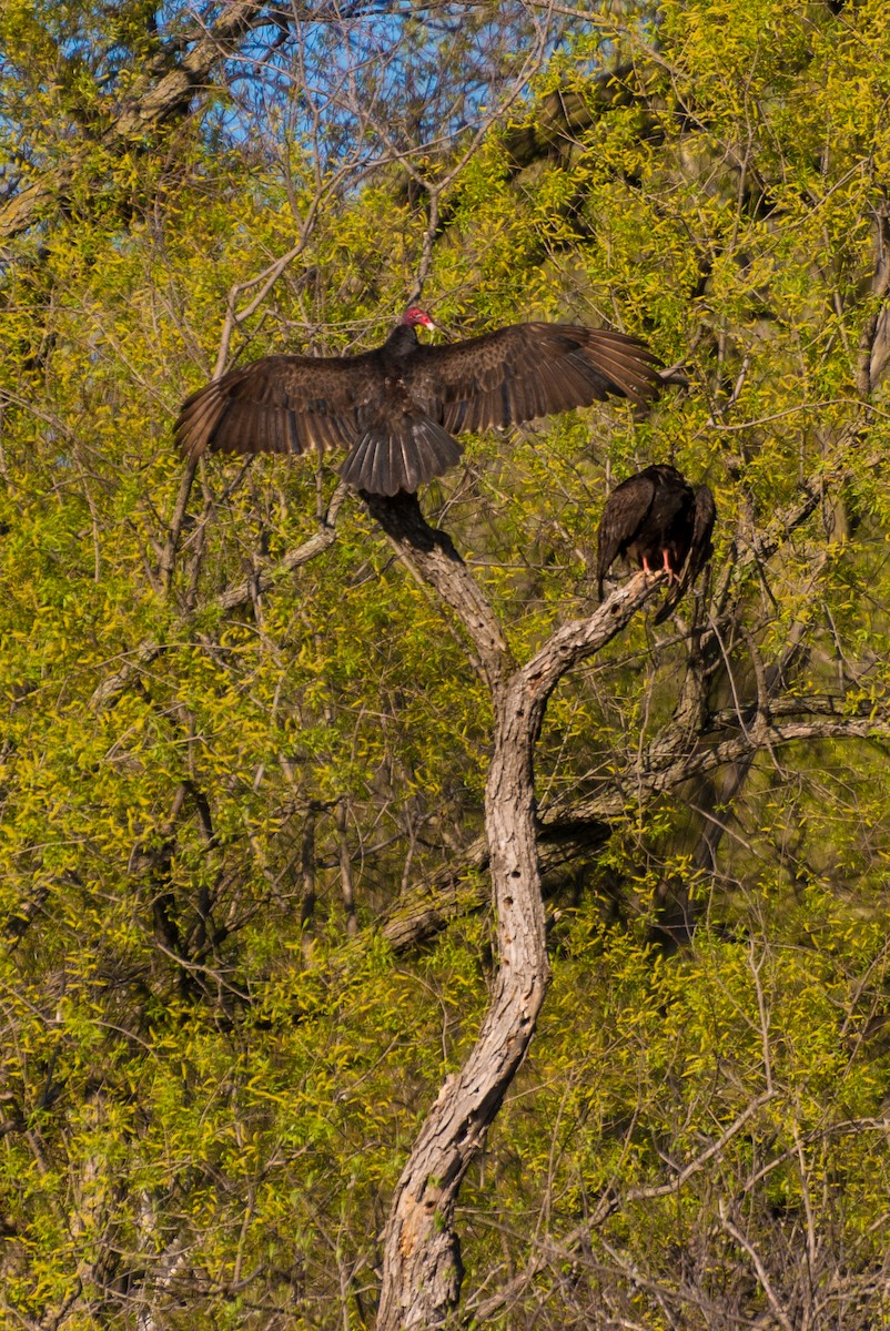 Aura Gallipavo - ML618416675