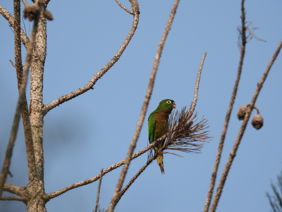 Olive-throated Parakeet - ML618416686