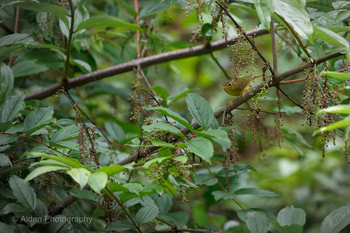 Alström's Warbler - ML618416719