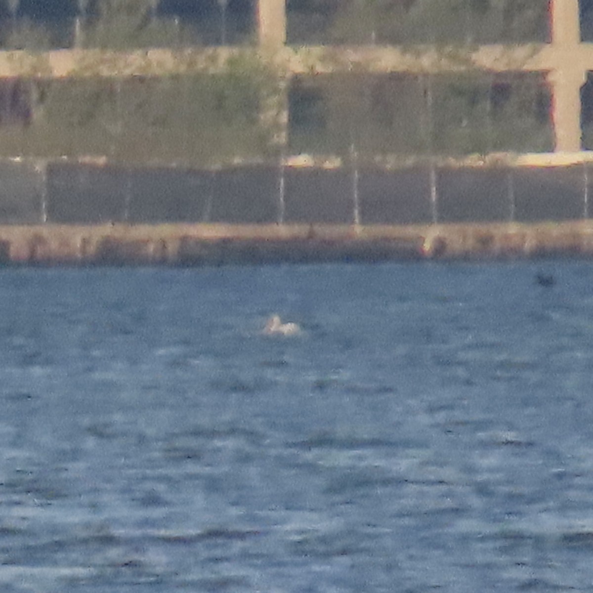 American White Pelican - ML618416730