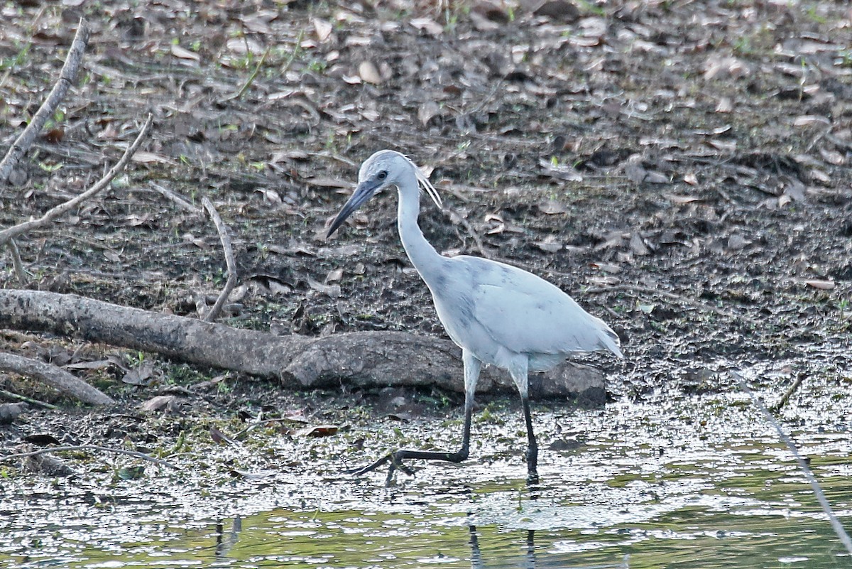 tanımsız Ardeidae sp. - ML618416744