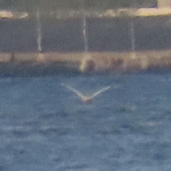 American White Pelican - ML618416761