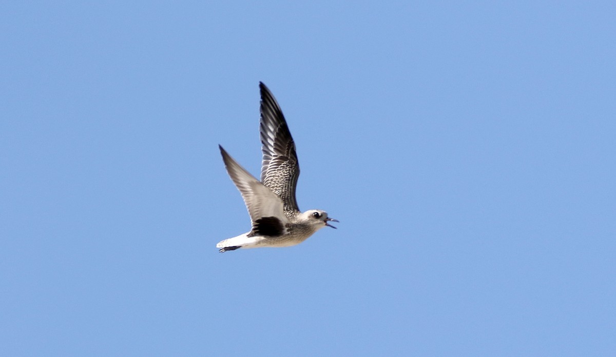 Black-bellied Plover - ML618416819