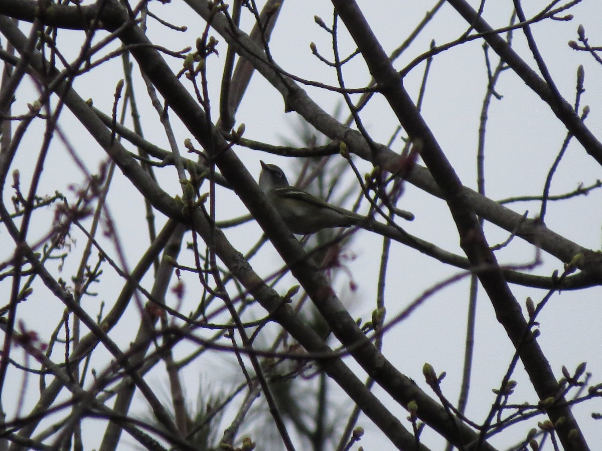 Blue-headed Vireo - ML618416835