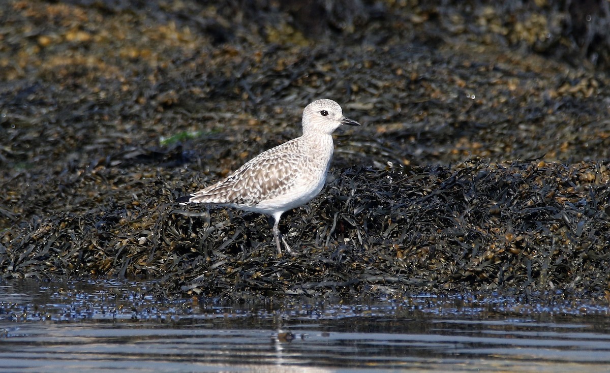 Black-bellied Plover - ML618416842