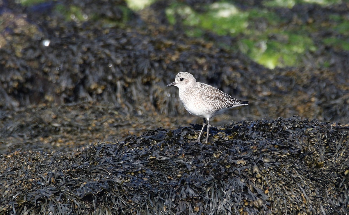 Black-bellied Plover - ML618416843