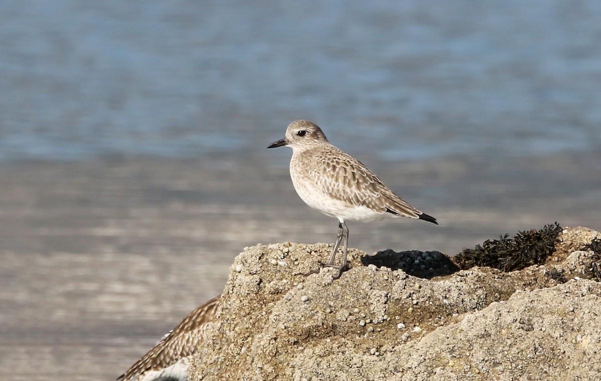 Black-bellied Plover - ML618416844