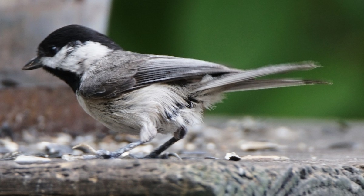 Carolina Chickadee - Curtis Makamson