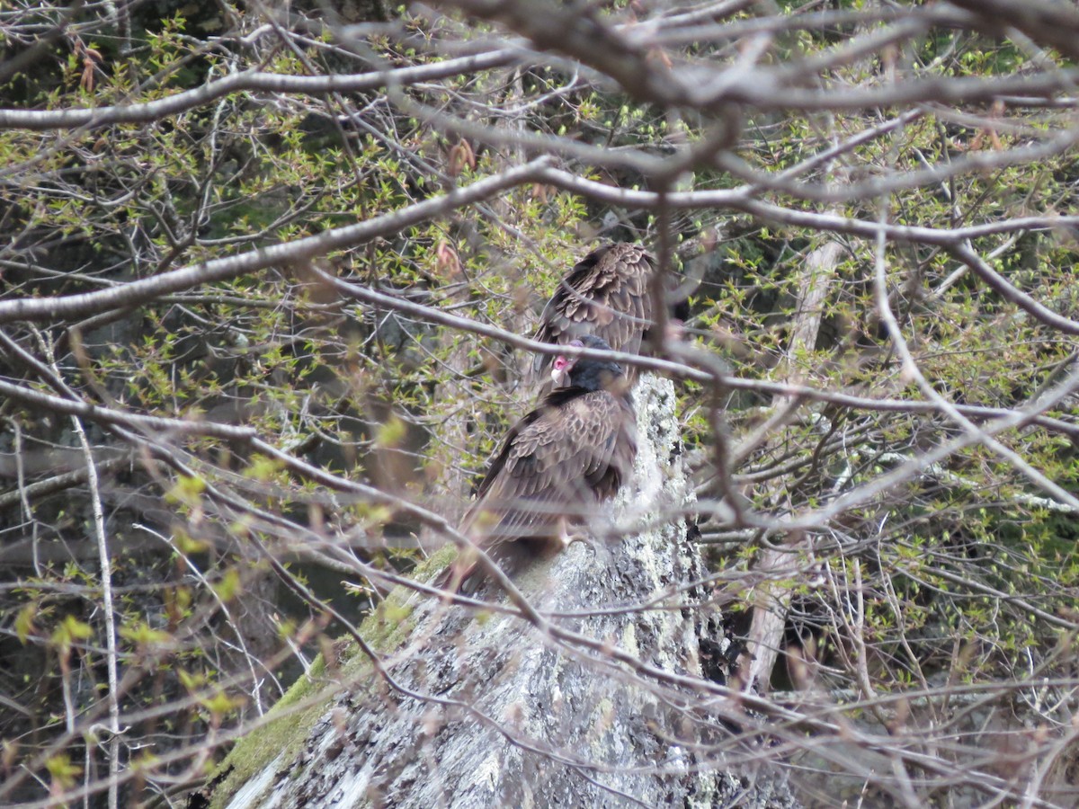 Turkey Vulture - ML618416864