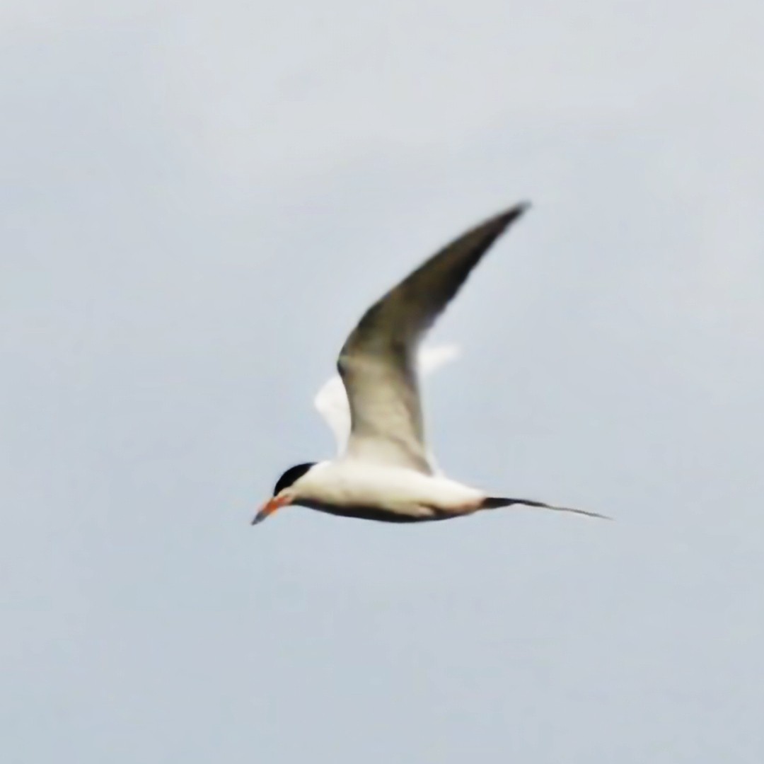 Forster's Tern - ML618416872